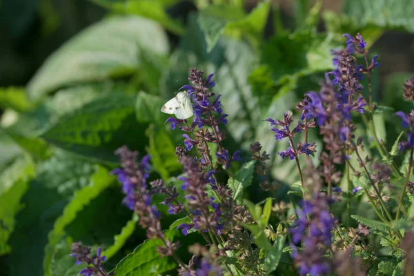 Borboleta Situada Sálvia Roxo Floração Fundo Jardim — Fotografia de Stock