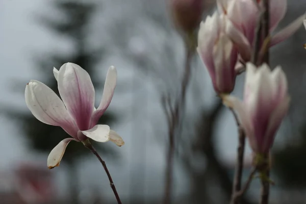 Branches Pink Magnolia Flowers Yard Background — Stock Photo, Image