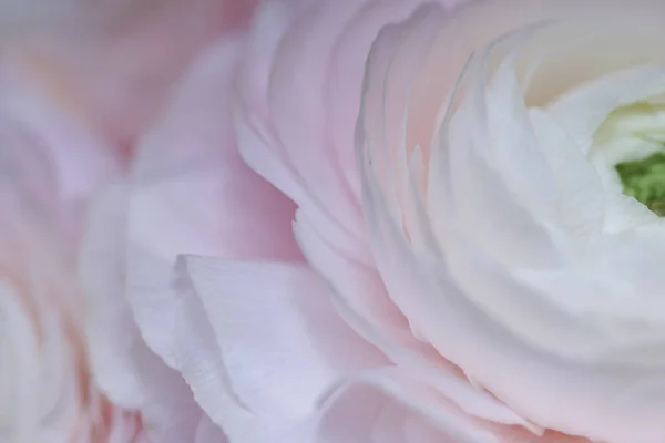 Nahaufnahme Der Blühenden Sakura Rosen — Stockfoto