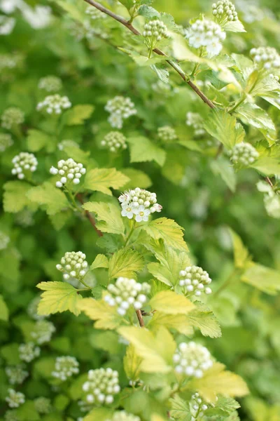 Arbustos Verdes Com Flores Brancas Fundo Jardim — Fotografia de Stock