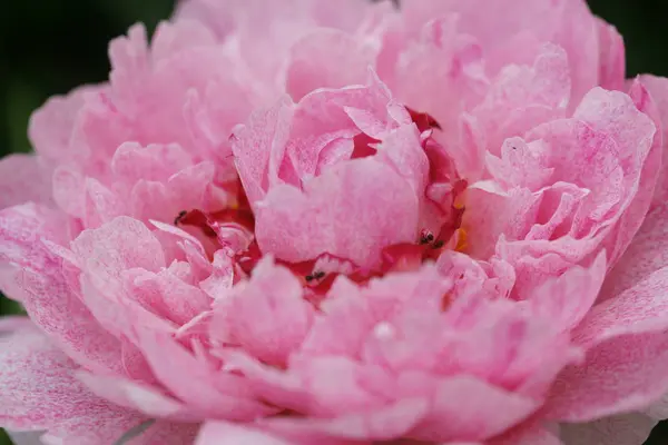 배경에 분홍색 조랑말 꽃들이 놀랍게 피어나고 — 스톡 사진