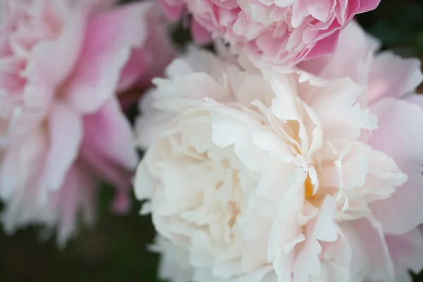 Geweldig Bloeiende Bloemen Tuin Achtergrond — Stockfoto