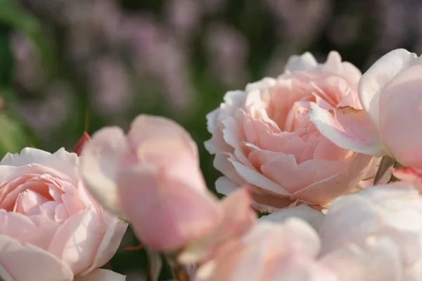 Красиві Квітучі Троянди Зелених Кущах — стокове фото
