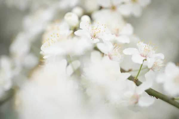 Крупним Планом Білі Квіти Квітучих Яблунь Гілок Плодових Дерев Саду — стокове фото