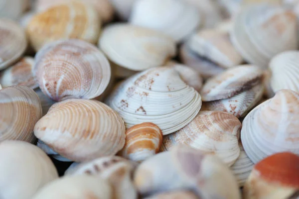 Muitas Conchas Coloridas Fundo Praia — Fotografia de Stock