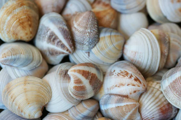 Conchas Marinas Orgánicas Colores Playa — Foto de Stock