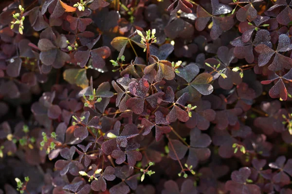 Paarse Bladeren Struiken Tuin Achtergrond — Stockfoto