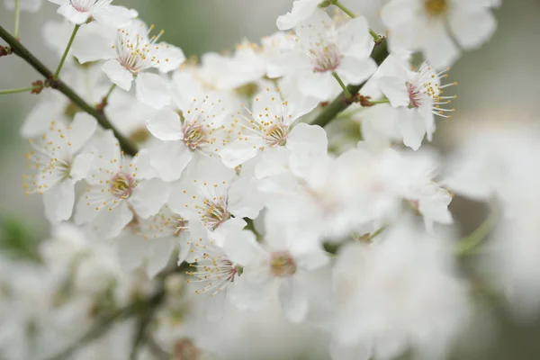 Close White Flowers Apple Fruit Trees Branches Yard — Stock Photo, Image