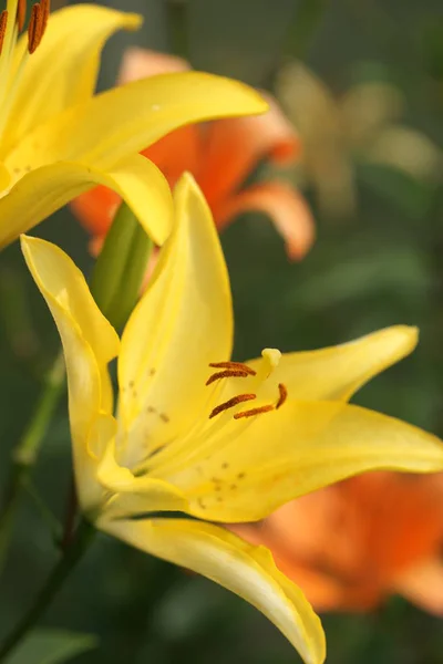 Закрыть Красивые Цветущие Лилии Фоне Сада — стоковое фото