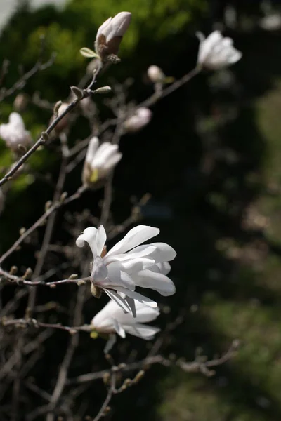 Маленькие Белые Цветущие Цветы Магнолии Ветках Фоне Парка — стоковое фото