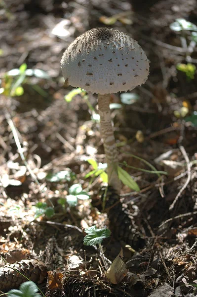 Pequeno Cogumelo Branco Crescendo Fundo Das Folhas Floresta — Fotografia de Stock