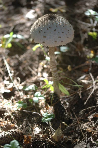 Petit Champignon Blanc Poussant Sur Fond Feuilles Forêt — Photo