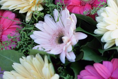 Çok renkli büyük Gerbera çiçekleriyle güzel bir buket. 