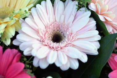 Çiçek ve güzel bir buket çok renkli Gerbera çiçeği. 