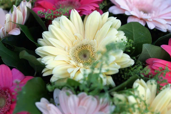 Blossom Beautiful Bouquet Multi Colored Large Gerbera Flowers — Stock Photo, Image