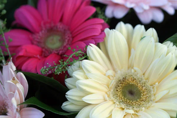 Flor Hermoso Ramo Flores Gerberas Grandes Multicolores — Foto de Stock