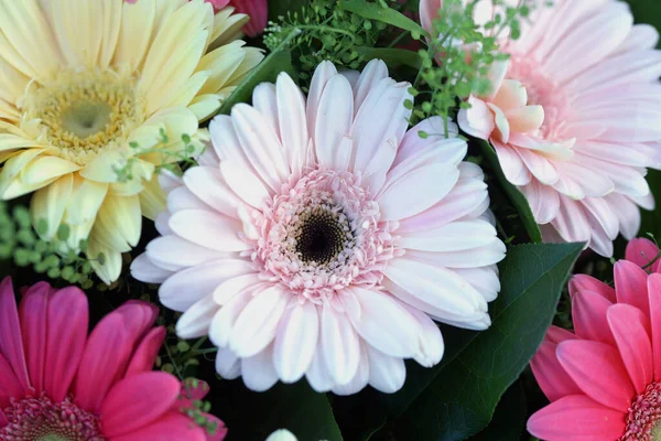 Blossom Beautiful Bouquet Multi Colored Large Gerbera Flowers — Stock Photo, Image