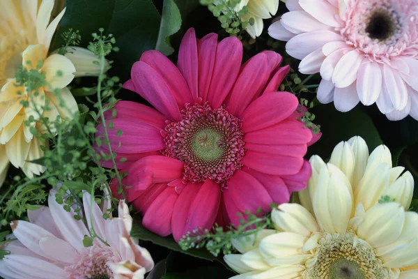 Blossom Beautiful Bouquet Multi Colored Large Gerbera Flowers — Stock Photo, Image