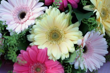 Çiçek ve güzel bir buket çok renkli Gerbera çiçeği. 