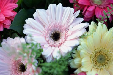 Çiçek ve güzel bir buket çok renkli Gerbera çiçeği. 