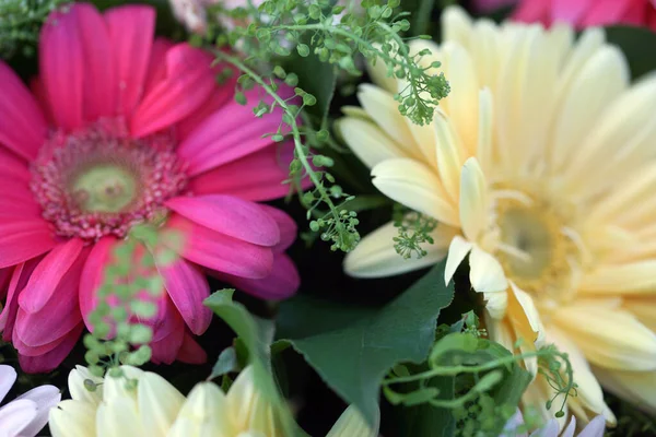 Blossom Beautiful Bouquet Multi Colored Large Gerbera Flowers — Stock Photo, Image