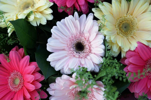 Amazing Blossom Bouquet Colored Large Gerbera Flowers — Stock Photo, Image