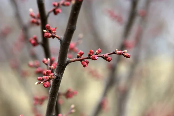 Botões Damasco Rosa Início Primavera — Fotografia de Stock