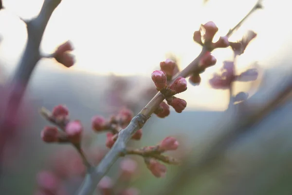 Bourgeons Abricot Rose Début Printemps — Photo