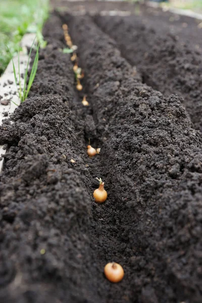 Plantera Lök Trädgården Våren Trädgården — Stockfoto