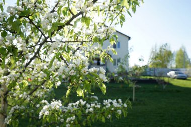Evin arka planında çiçek açan armut ağacı.