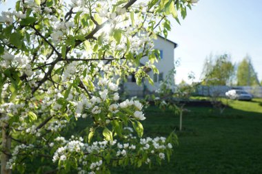 Evin arka planında çiçek açan armut ağacı.