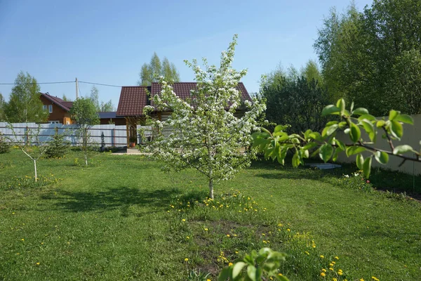 Kvetoucí Hrušeň Strom Pozadí Domu — Stock fotografie