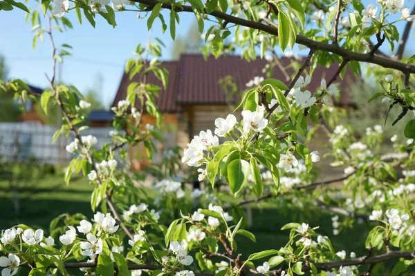 Blühender Birnbaum Auf Dem Hintergrund Des Hauses — Stockfoto