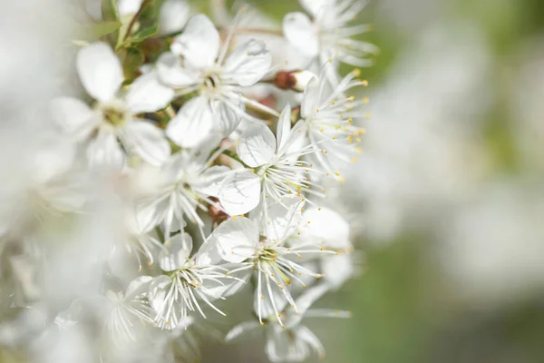Білі Вишневі Квіти Сонячний Весняний День — стокове фото