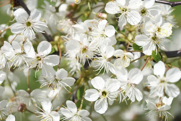 Білі Вишневі Квіти Сонячний Весняний День — стокове фото