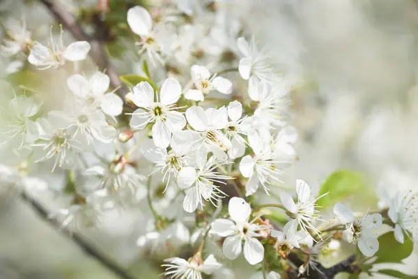 Fleurs Cerisier Blanc Par Une Journée Ensoleillée Printemps — Photo
