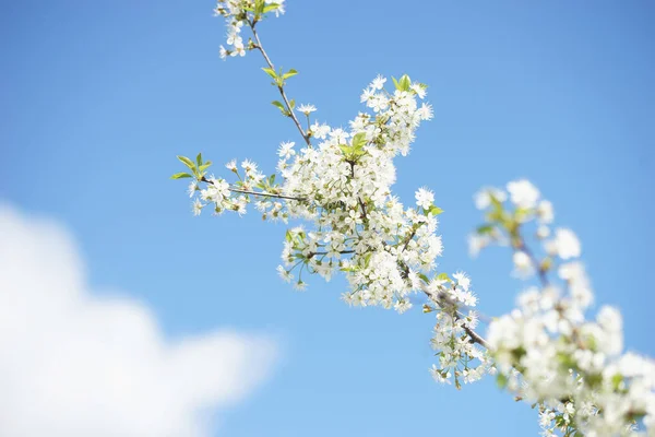 Güneşli Bir Bahar Gününde Beyaz Kiraz Çiçekleri — Stok fotoğraf