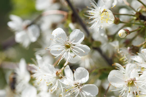 Fleurs Cerisier Blanc Par Une Journée Ensoleillée Printemps — Photo
