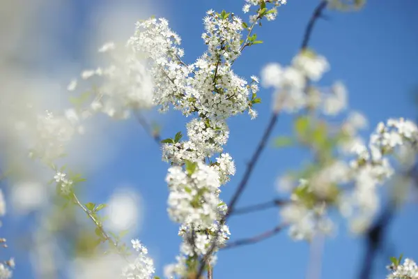 Güneşli Bir Bahar Gününde Beyaz Kiraz Çiçekleri — Stok fotoğraf