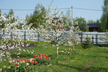 Bahçede çiçek açan kiraz ağacı