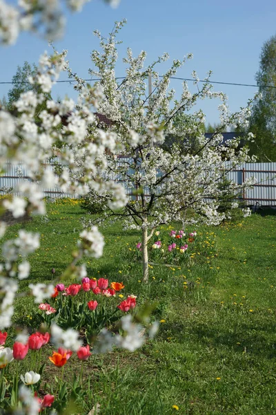 Kwiat Wiśni Ogrodzie — Zdjęcie stockowe