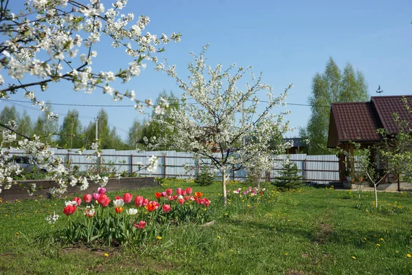 정원에서 꽃피는 벚나무 — 스톡 사진