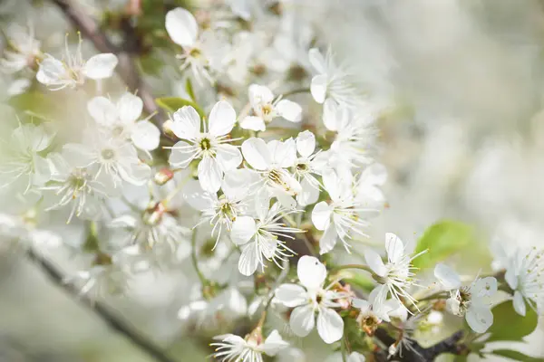 Cerisier Fleurs Dans Jardin — Photo