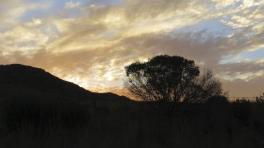 Tarlada güzel gündoğumu çiy tanelerinin arasında..