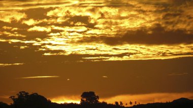 Tarlada güzel gündoğumu çiy tanelerinin arasında..