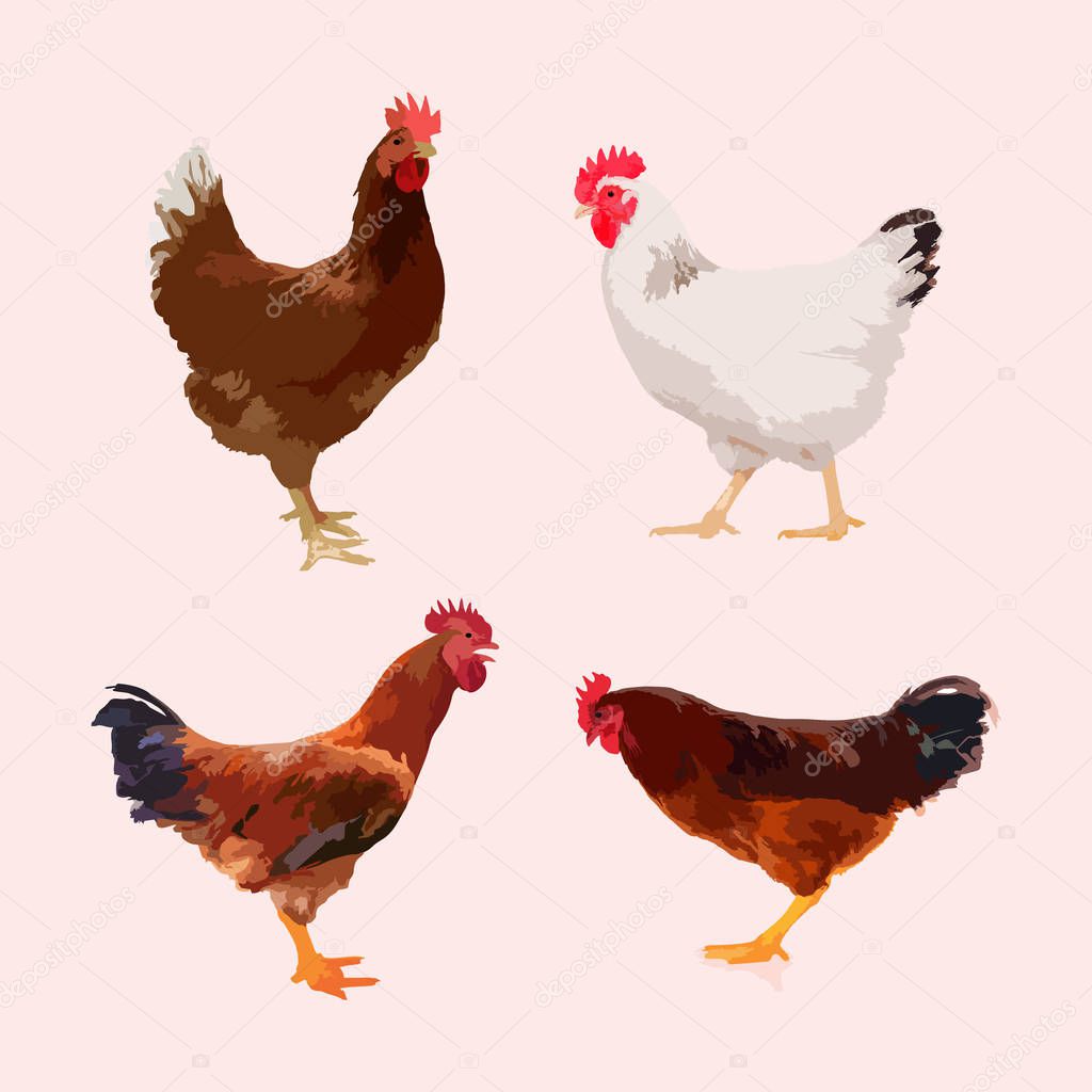 Chicken icon. Chicken icon art. Chicken icon Eps8,Eps10 Chicken 