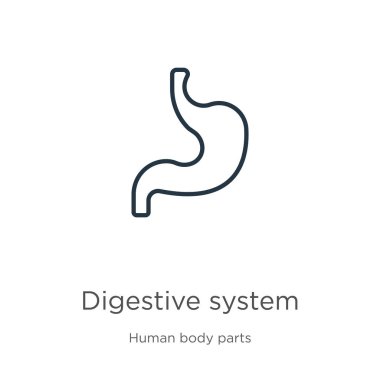 Sindirim sistemi simgesi. İnce doğrusal sindirim sistemi ana hatları insan vücut parçaları koleksiyonundan izole edilmiş beyaz arkaplan. Çizgi vektör sindirim sistemi işareti, ağ ve mobil sembolü