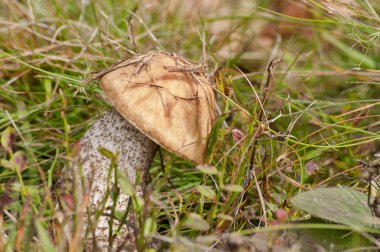 Ormandaki Leccinum