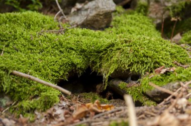 Makro flora ormandaki Closup