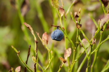 Bush yaban mersini closeup